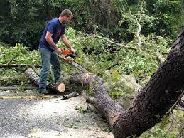 Best Stump Grinding and Removal  in Oakridge, OR