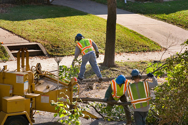 Reliable Oakridge, OR  Tree Services Solutions