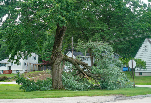 Why Choose Our Tree Removal Services in Oakridge, OR?