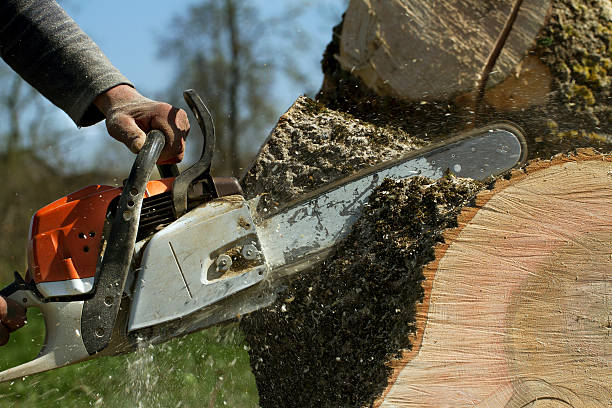 Tree and Shrub Care in Oakridge, OR